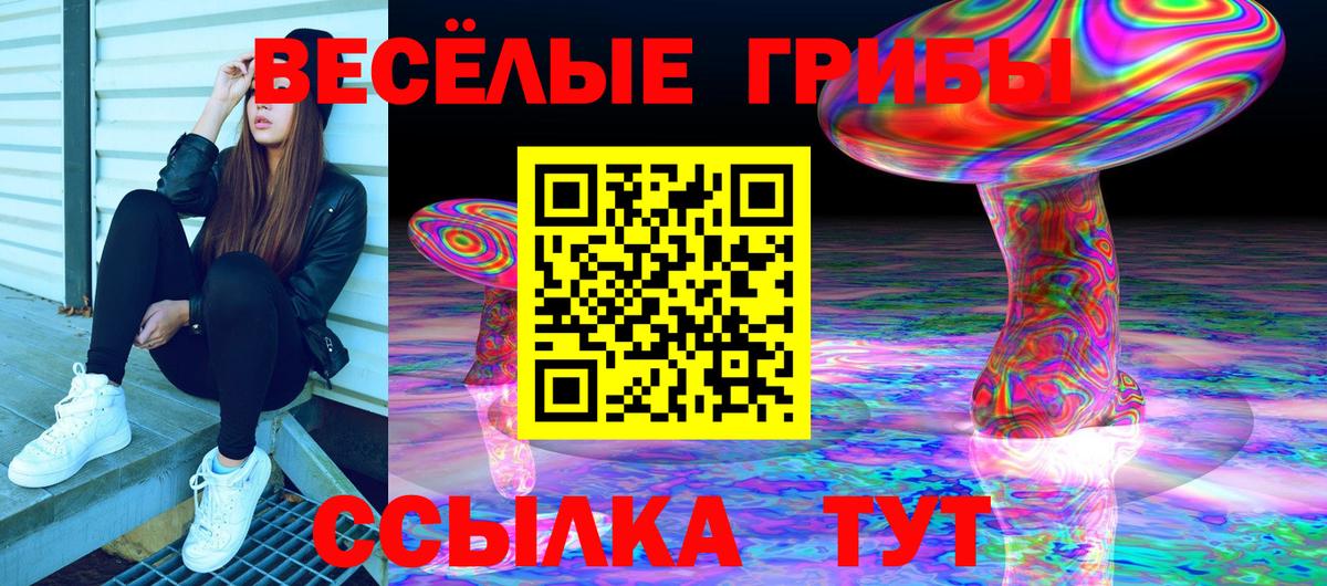 Псилоцибиновые грибы GOLDEN TEACHER  Галлюциногенные грибы Psilocybine cubensis  купить   Хасавюрт  Вход с VPN 